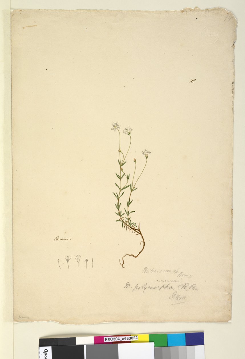 Página 18. Mitrasacme polymorpha, c.1803-06 (wc, caneta, tinta e lápis) de John William Lewin