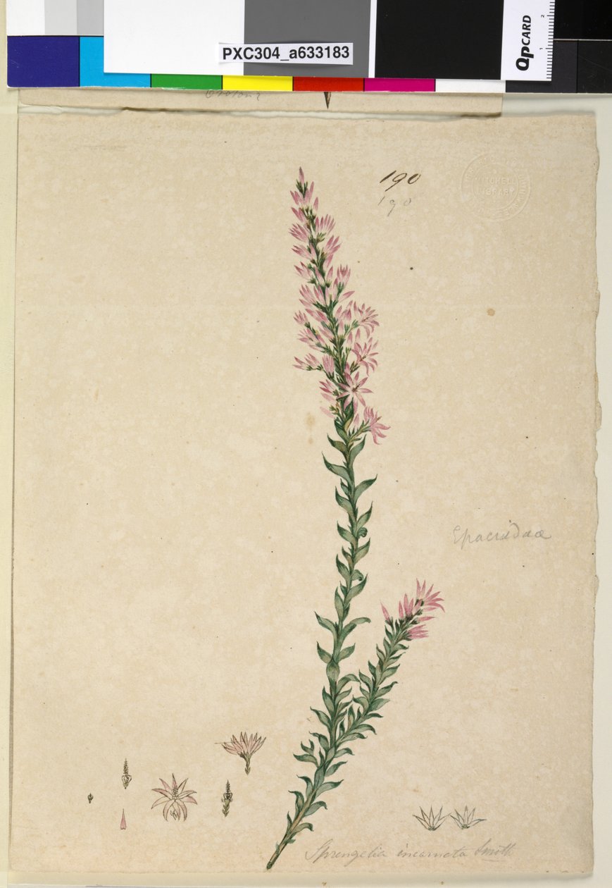 Página 190. Sprengelia incarnata, c.1803-06 (wc, caneta, tinta e lápis) de John William Lewin