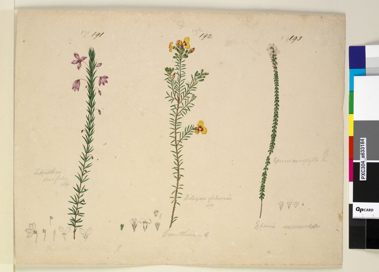 Página 191. Tetratheca ericifolia; 192. Dillwynia glaberrima; 193. Epacris microphylla, c.1803-06 (wc, caneta, tinta e lápis) de John William Lewin
