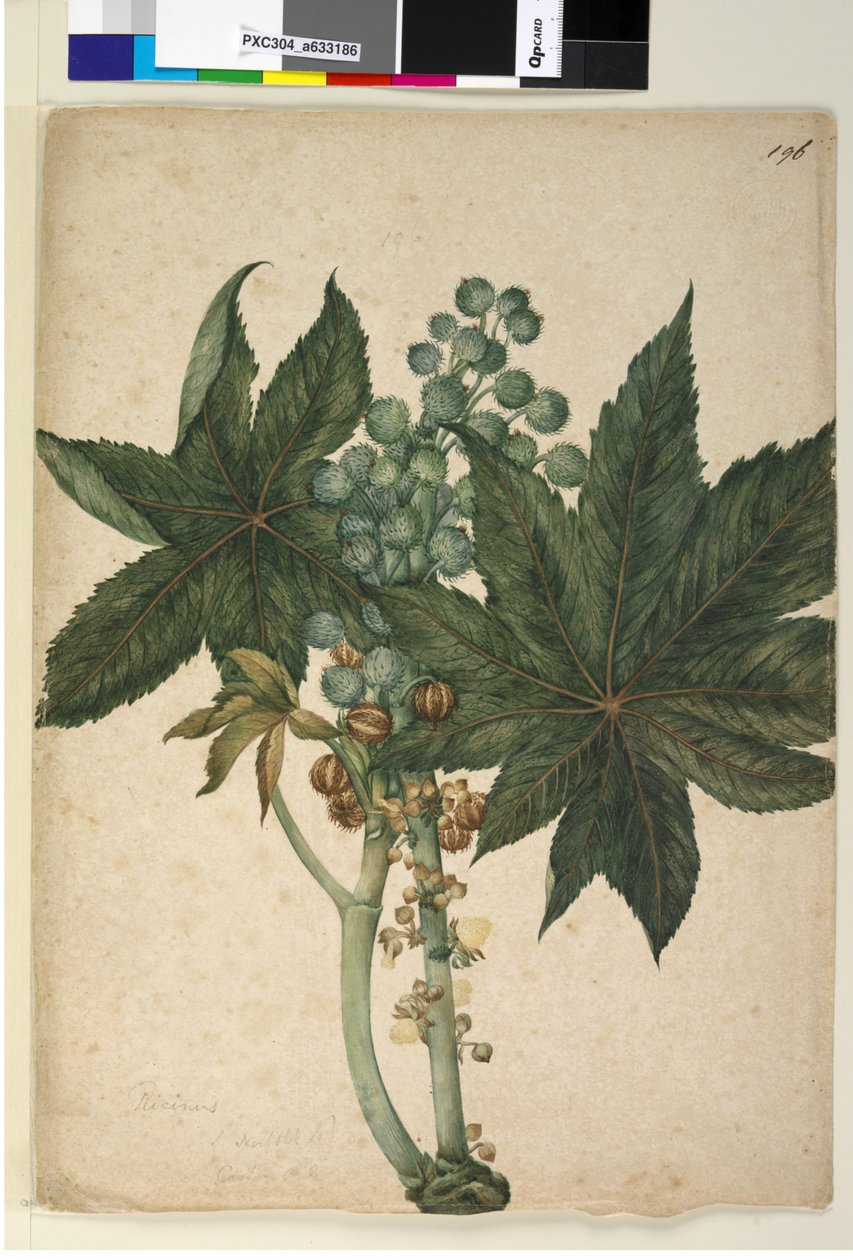 Página 196. Ricinus Ricinus communis, c.1803-06 (wc, caneta, tinta e lápis) de John William Lewin