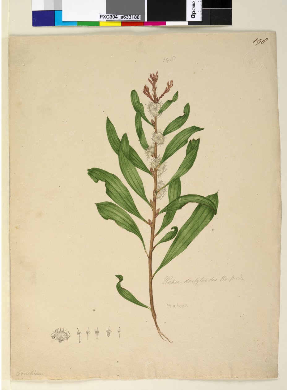 Página 198. Hakea dactyloides, c.1803-06 (wc, caneta, tinta e lápis) de John William Lewin