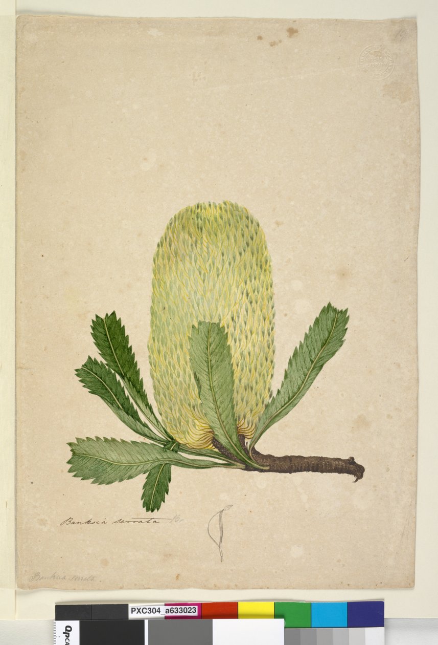 Página 19. Banksia serrata, c.1803-06 (wc, caneta, tinta e lápis) de John William Lewin