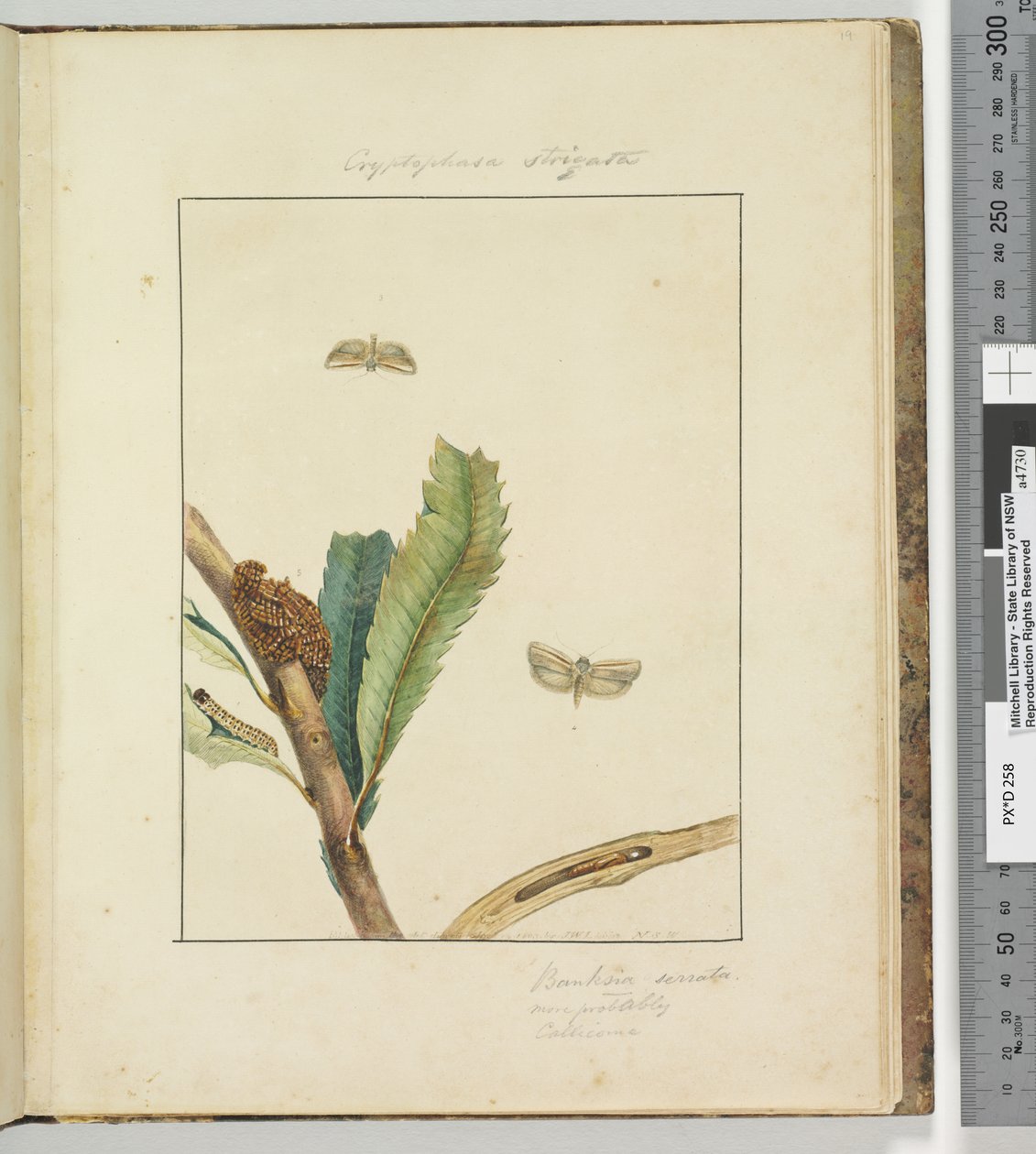 Página 19. Placa 5 Cryptophasa Strigata, 1803-04 (gravuras coloridas à mão) de John William Lewin