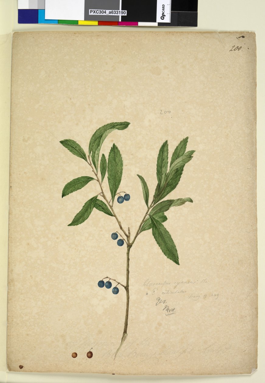 Página 200. Elaeocarpus reticulatus, c.1803-06 (wc, caneta, tinta e lápis) de John William Lewin