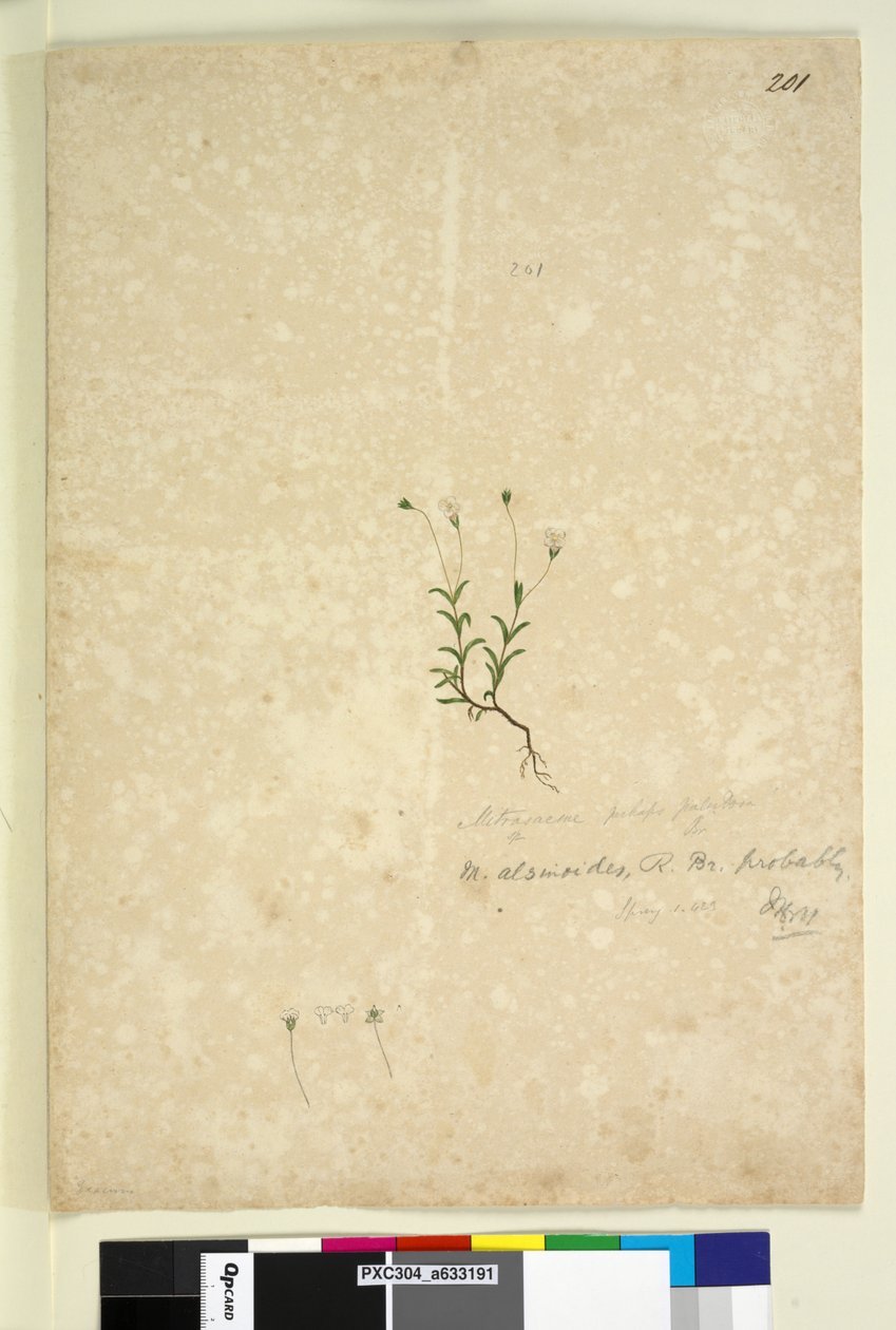 Página 201. Mitrasacme alsinoides, c.1803-06 (wc, caneta, tinta e lápis) de John William Lewin