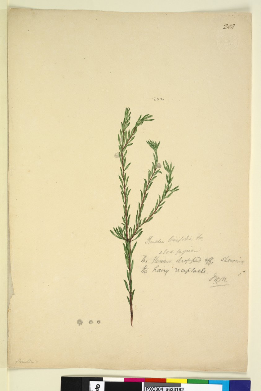 Página 202. Pimelia linifolia, c.1803-06 (wc, caneta, tinta e lápis) de John William Lewin