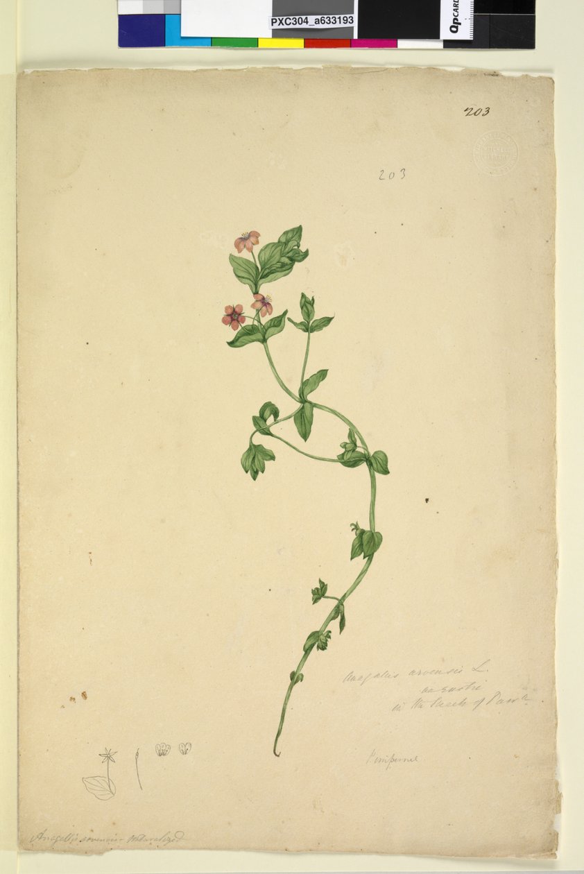 Página 203. Anagallis arvenis, c.1803-06 (wc, caneta, tinta e lápis) de John William Lewin