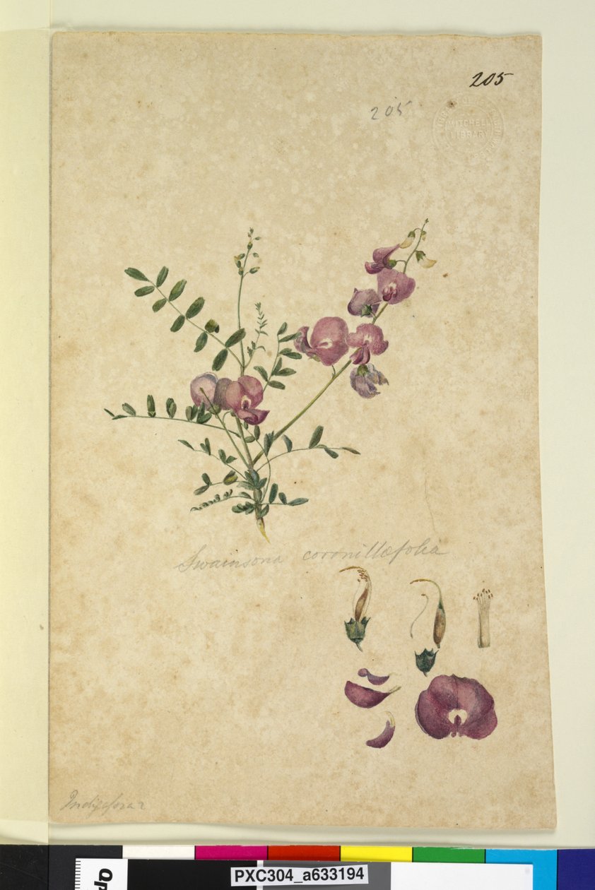 Página 205. Swainsona, c.1803-06 (wc, caneta, tinta e lápis) de John William Lewin