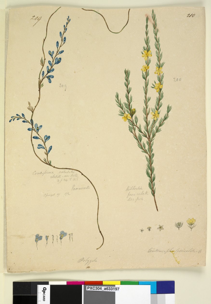 Página 209. Comesperma volubile; 210. Hibbertia fasciculata, c.1803-06 (wc, caneta, tinta e lápis) de John William Lewin
