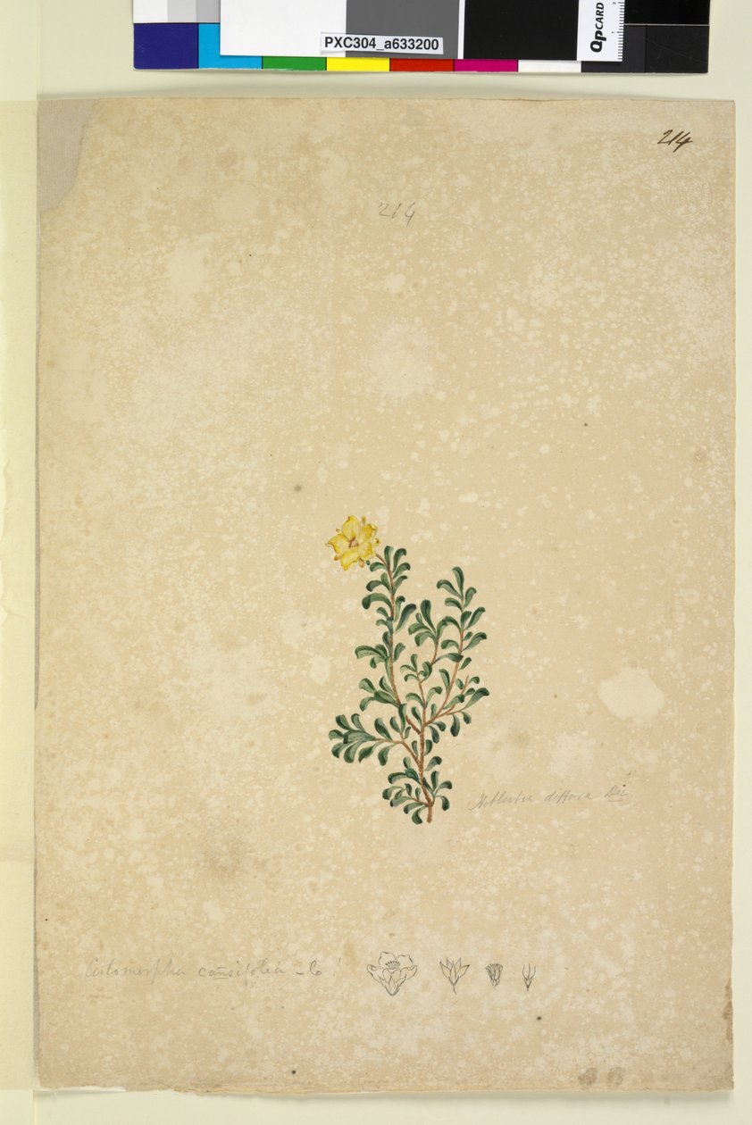 Página 214. Hibbertia diffusa, c.1803-06 (wc, caneta, tinta e lápis) de John William Lewin