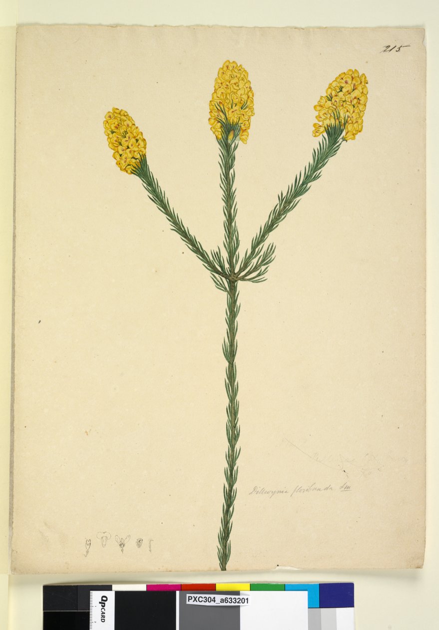 Página 215. Dillwynia floribunda, c.1803-06 (wc, caneta, tinta e lápis) de John William Lewin