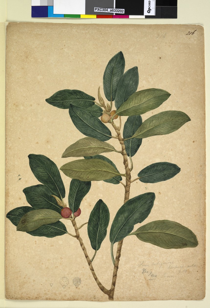 Página 216. Ficus rubiginosa, c.1803-06 (wc, caneta, tinta e lápis) de John William Lewin