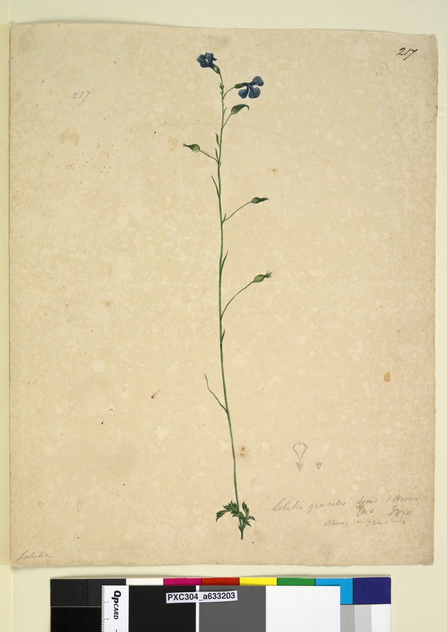 Página 217. Lobelia gracilis, c.1803-06 (wc, caneta, tinta e lápis) de John William Lewin