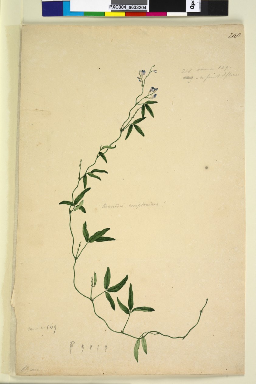 Página 218. Kennedy comptoniana Hardenbergia comptoniana, c.1803-06 (wc, caneta, tinta e lápis) de John William Lewin