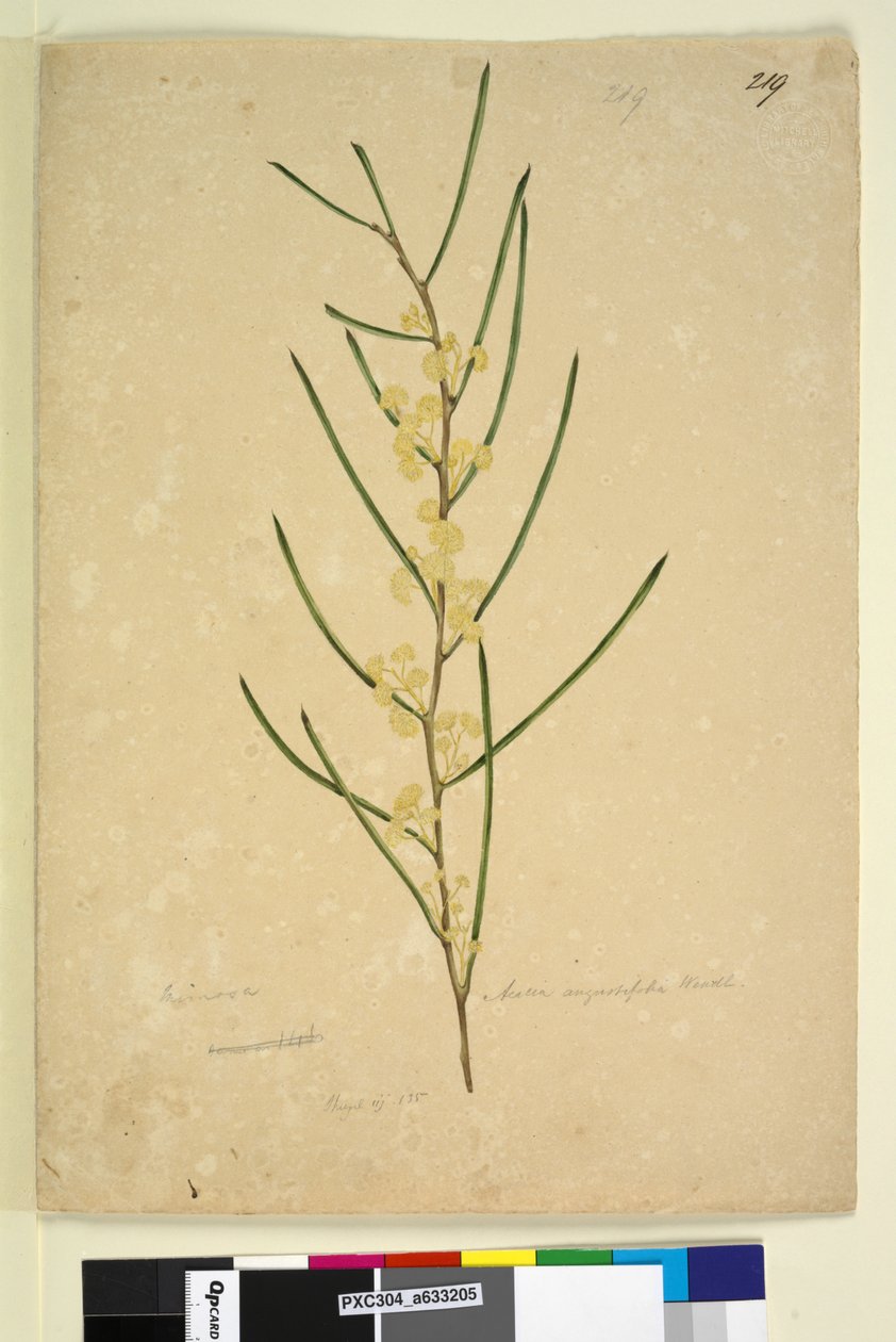 Página 219. Acacia angustifolia, c.1803-06 (wc, caneta, tinta e lápis) de John William Lewin