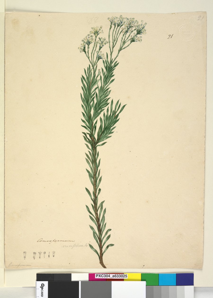 Página 21. Conospermum ericifolium, c.1803-06 (wc, caneta, tinta e lápis) de John William Lewin
