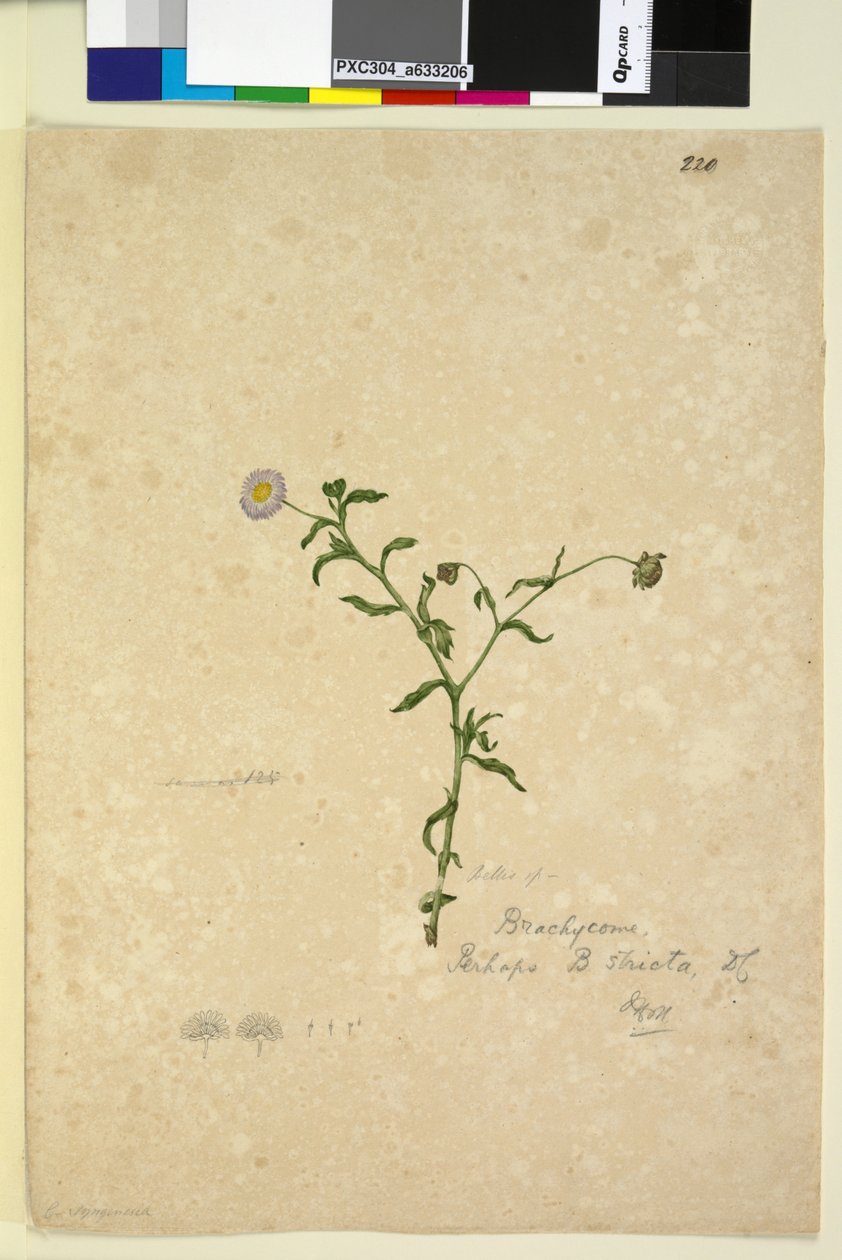Página 220. Brachycome multifida, c.1803-06 (wc, caneta, tinta e lápis) de John William Lewin