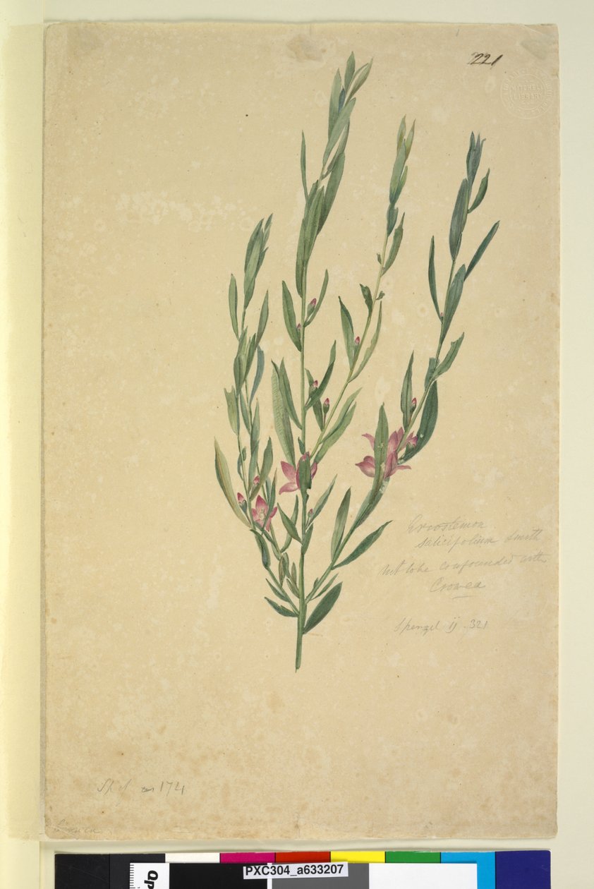 Página 221. Eriostemon, c.1803-06 (wc, caneta, tinta e lápis) de John William Lewin