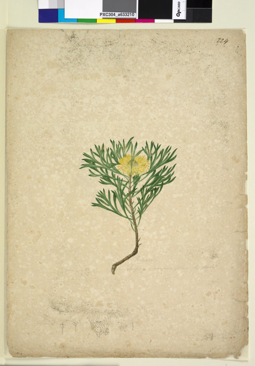 Página 224. Isopogon anemonifolius, c.1803-06 (wc, caneta, tinta e lápis) de John William Lewin