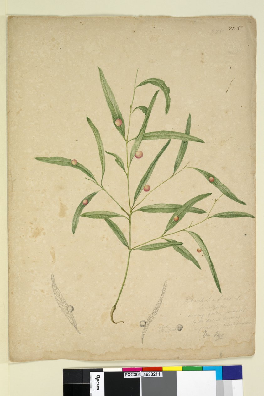Página 225. O ramo de uma espécie de eucalipto com galhas ..., c.1803-06 (wc, caneta, tinta e lápis) de John William Lewin