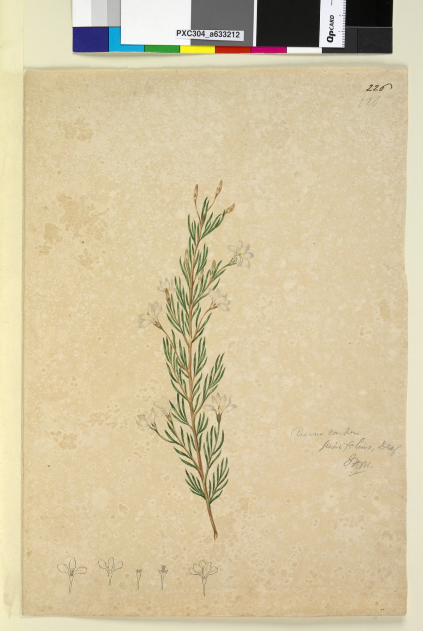 Página 226. Ricinocarpus pinifolius, c.1803-06 (wc, caneta, tinta e lápis) de John William Lewin
