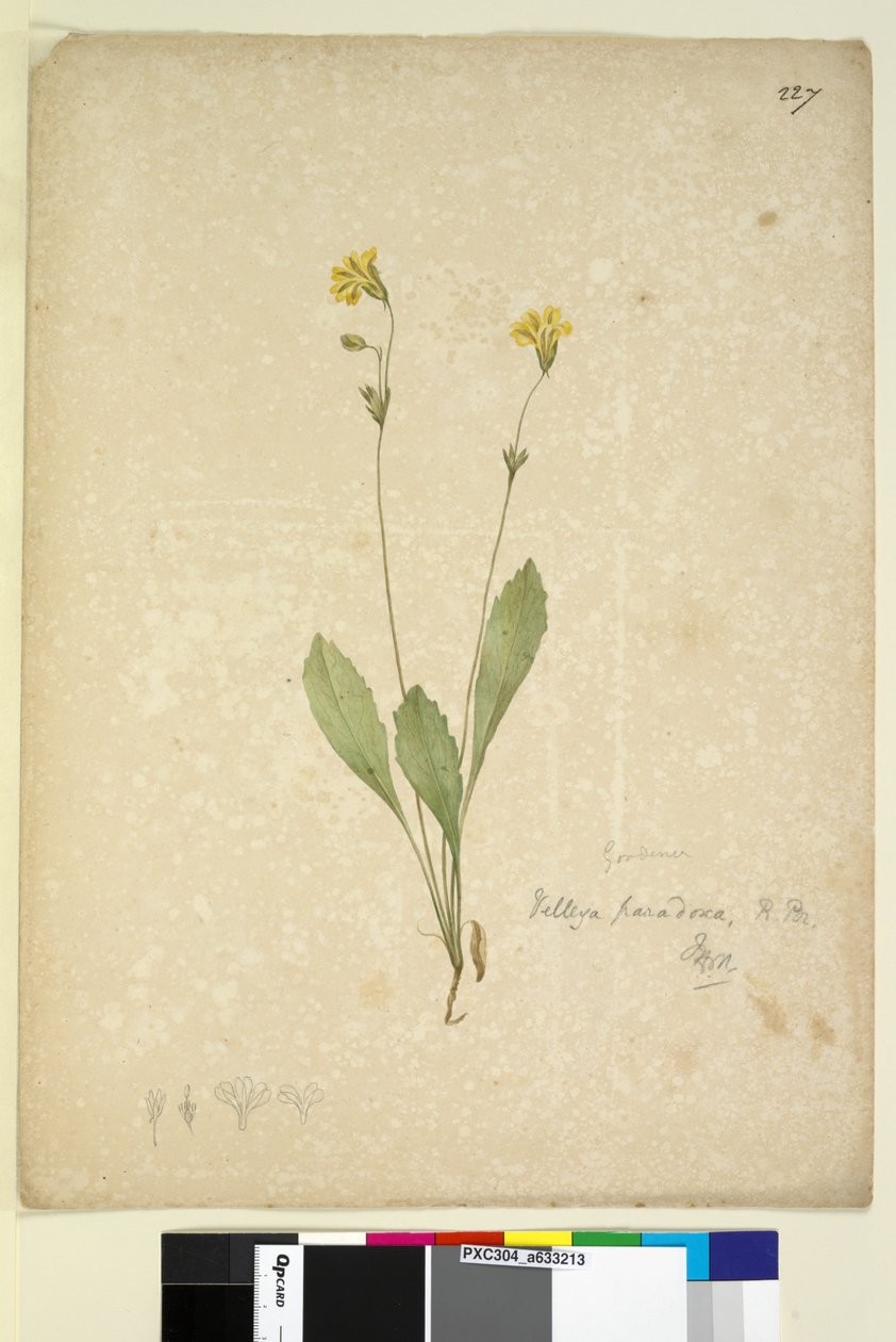 Página 227. Velleia paradoxa, c.1803-06 (wc, caneta, tinta e lápis) de John William Lewin