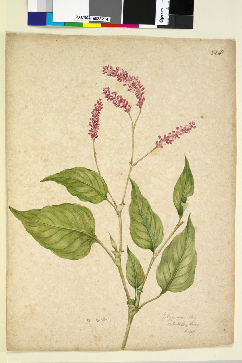 Página 228. Polygonum orientale, c.1803-06 (wc, caneta, tinta e lápis) de John William Lewin