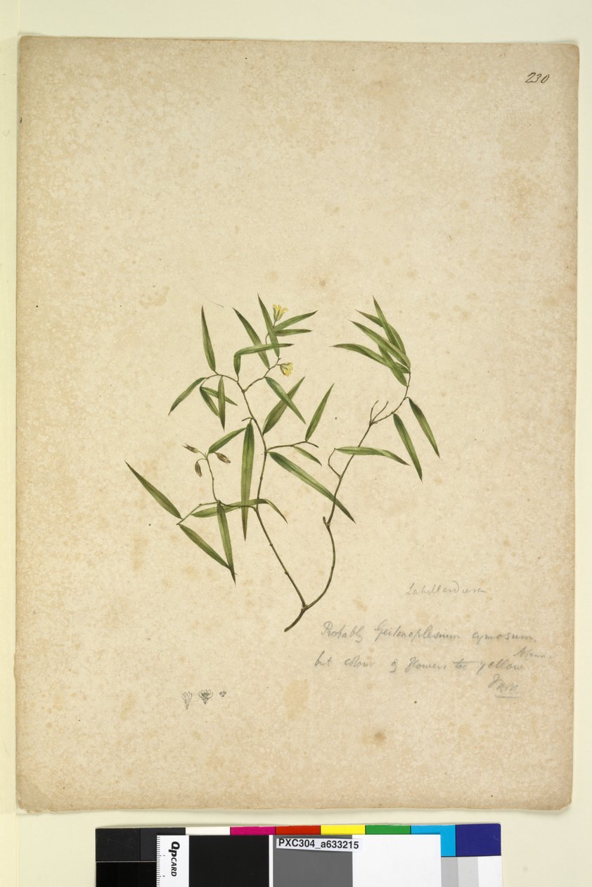 Página 230. Geitonoplesium cymosum, c.1803-06 (wc, caneta, tinta e lápis) de John William Lewin