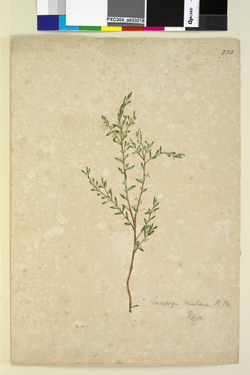 Página 233. Leucopogon, c.1803-06 (wc, caneta, tinta e lápis) de John William Lewin