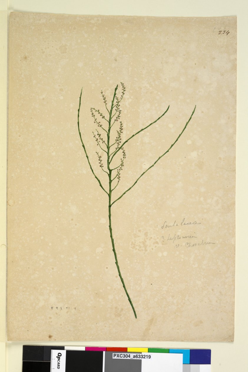 Página 234. Leptomeria, c.1803-06 (wc, caneta, tinta e lápis) de John William Lewin
