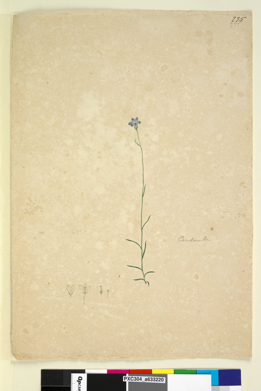 Página 235. Campanula, c.1803-06 (wc, caneta, tinta e lápis) de John William Lewin