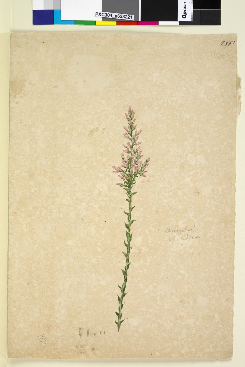 Página 236. Sprengelia, c.1803-06 (wc, caneta, tinta e lápis) de John William Lewin