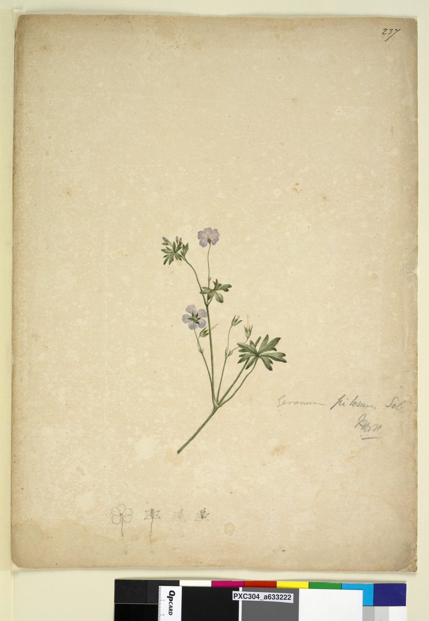 Página 237. Geranium pilosum, c.1803-06 (wc, caneta, tinta e lápis) de John William Lewin