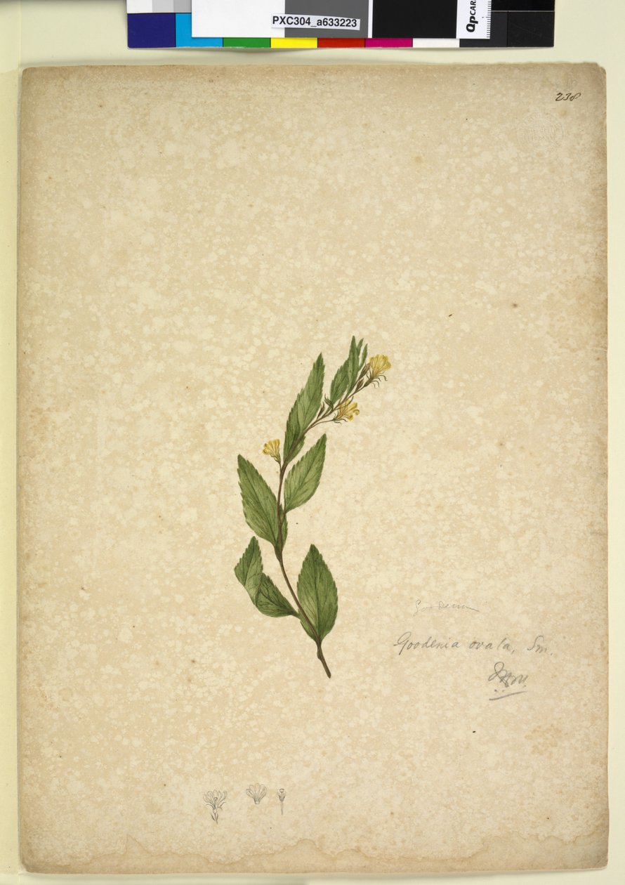Página 238. Goodenia ovata, c.1803-06 (wc, caneta, tinta e lápis) de John William Lewin