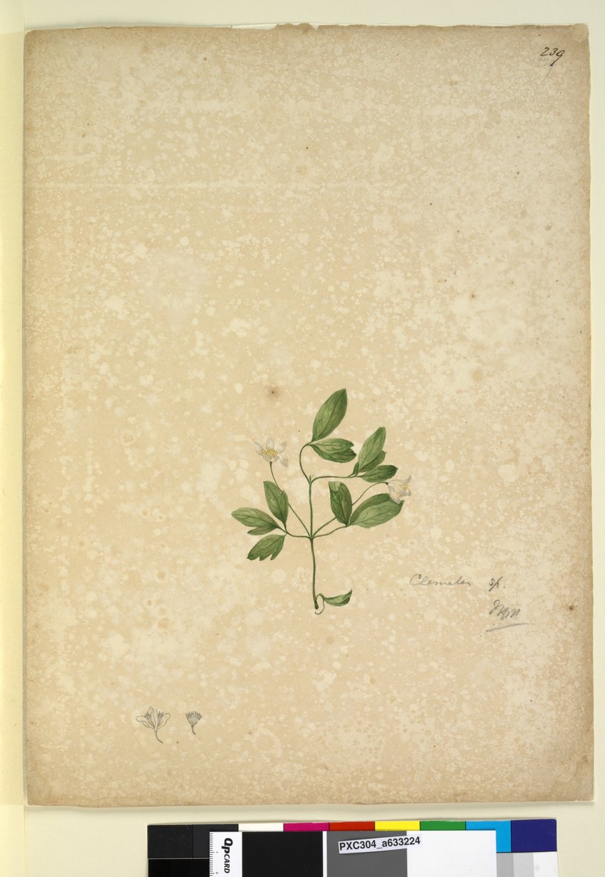 Página 239. Clematis, c.1803-06 (wc, caneta, tinta e lápis) de John William Lewin