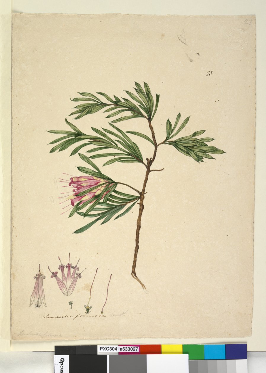 Página 23. Lambertia formosa, c.1803-06 (wc, caneta, tinta e lápis) de John William Lewin