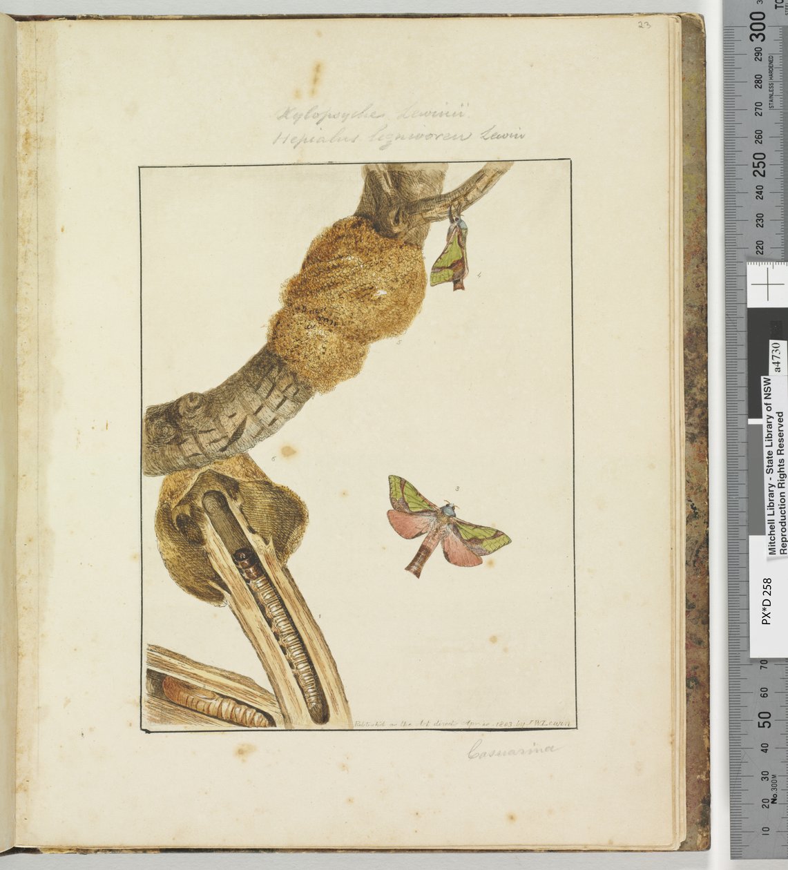 Placa 6 Xylopsyche Lewinni Hepialus Ligniveren Lewin, 1803-04 (gravuras coloridas à mão) de John William Lewin