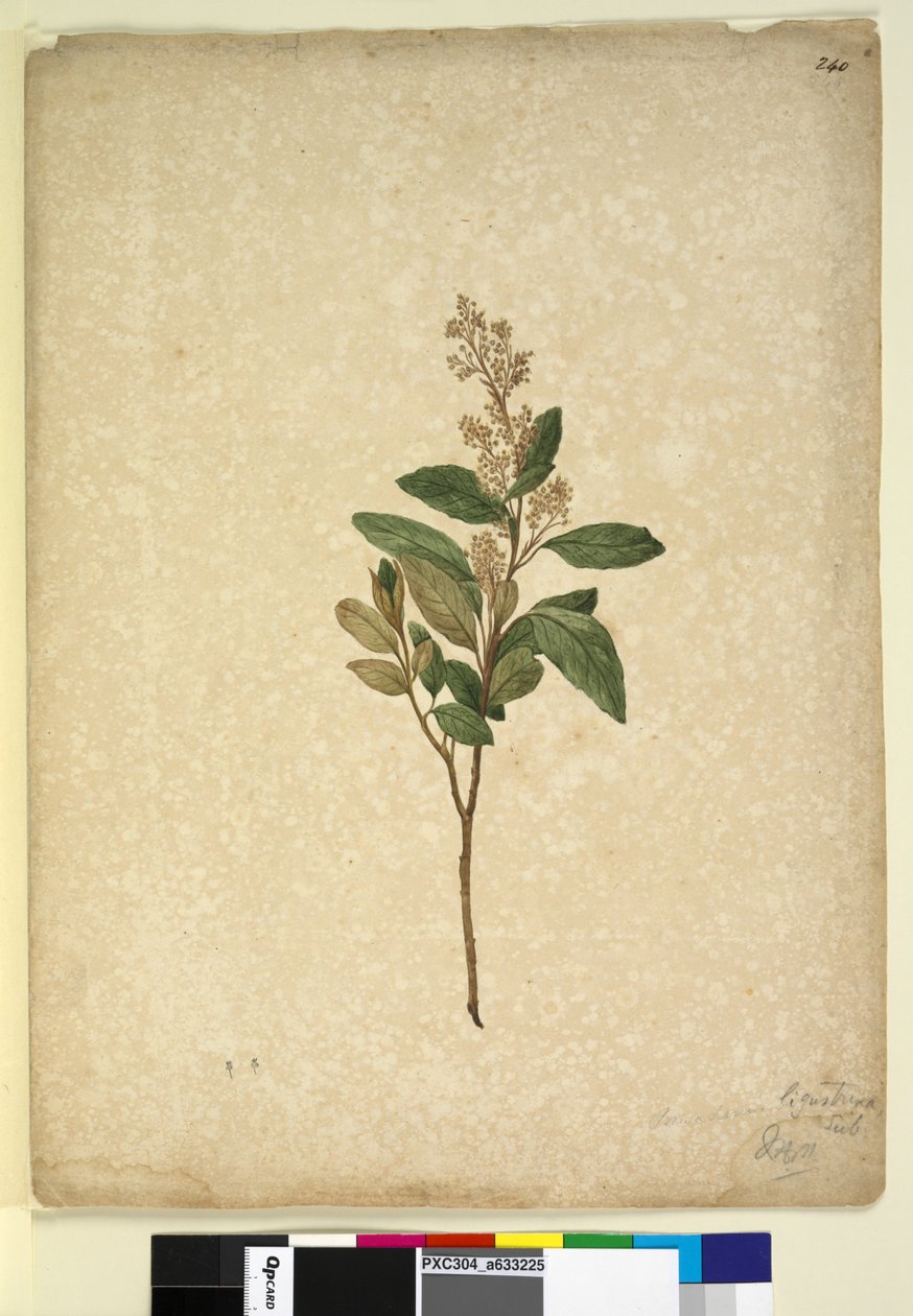 Página 240. Pomaderris ligustrina, c.1803-06 (wc, caneta, tinta e lápis) de John William Lewin
