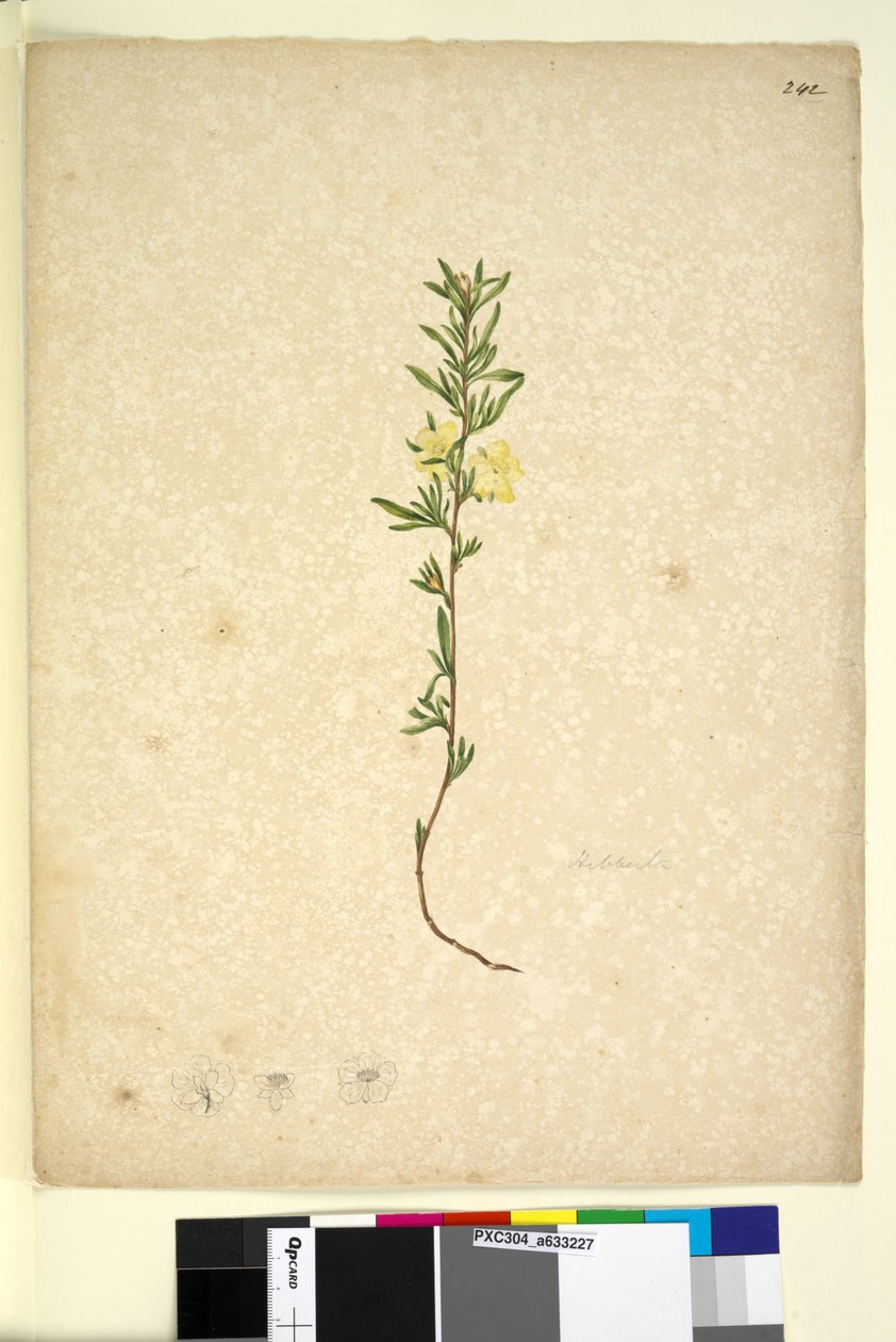 Página 242. Hibberta, c.1803-06 (wc, caneta, tinta e lápis) de John William Lewin