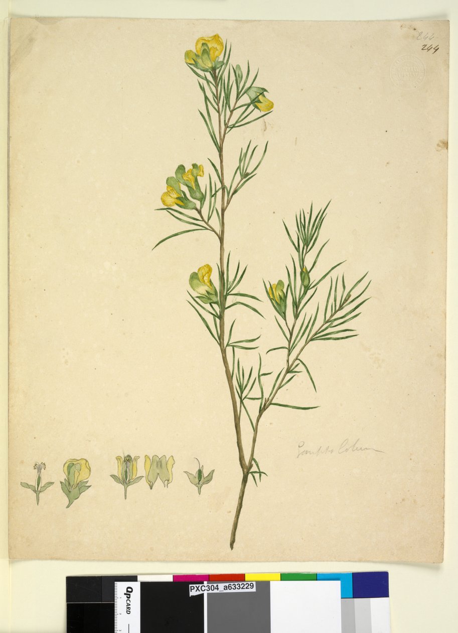 Página 244. Gompholobium, c.1803-06 (wc, caneta, tinta e lápis) de John William Lewin