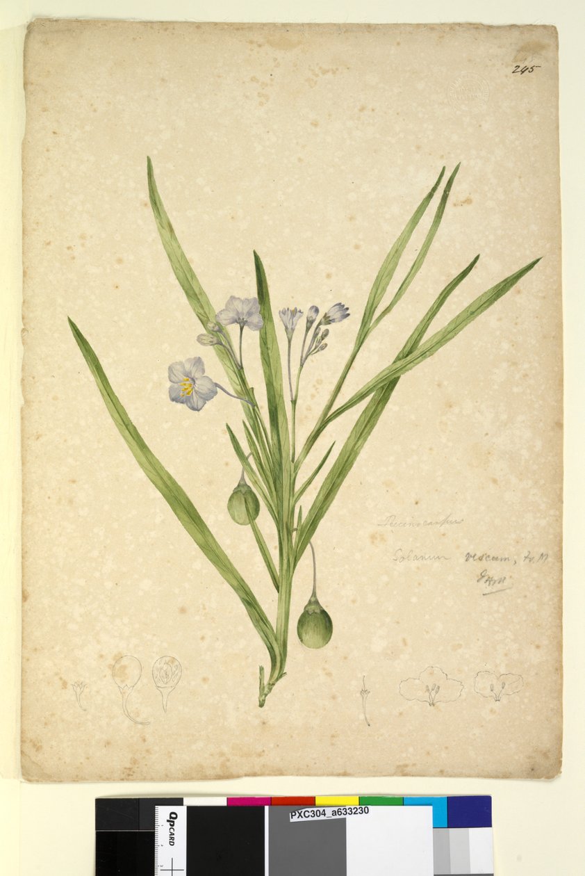 Página 245. Solanum vescum, c.1803-06 (wc, caneta, tinta e lápis) de John William Lewin