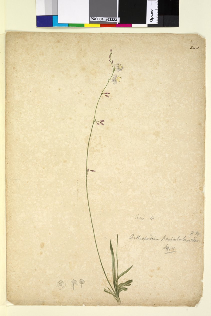 Página 246. Arthropodium paniculatum, c.1803-06 (wc, caneta, tinta e lápis) de John William Lewin