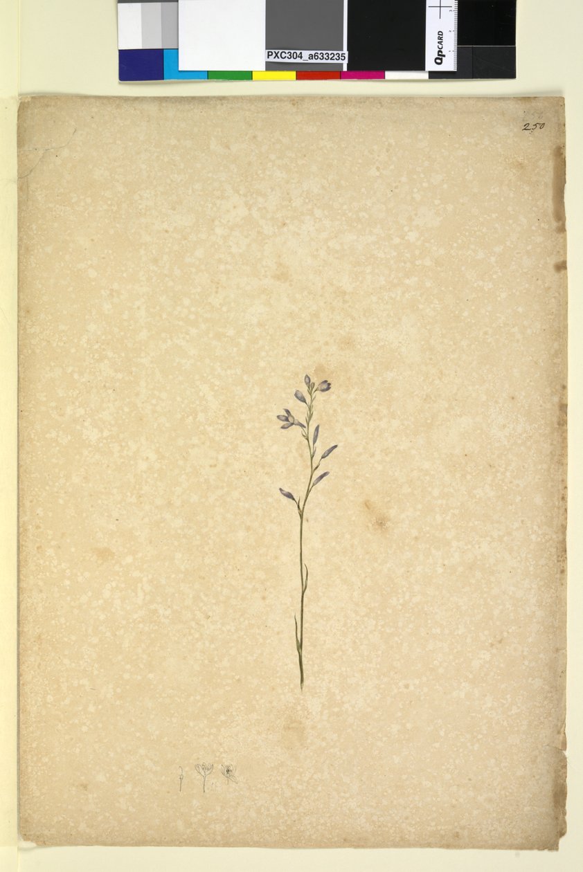 Página 250. Planta não identificada, c.1803-06 (wc, caneta, tinta e lápis) de John William Lewin