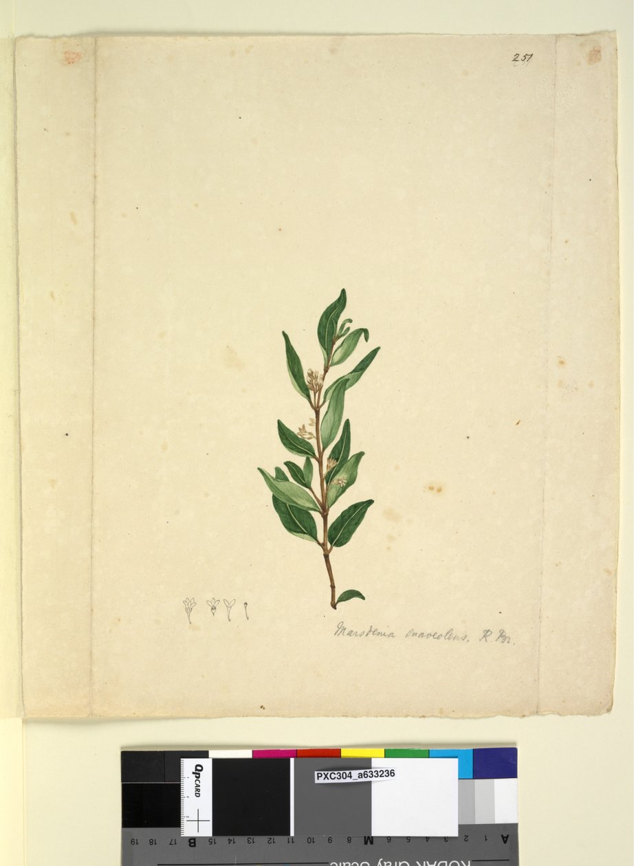 Página 251. Marsdenia suaveolens, c.1803-06 (wc, caneta, tinta e lápis) de John William Lewin