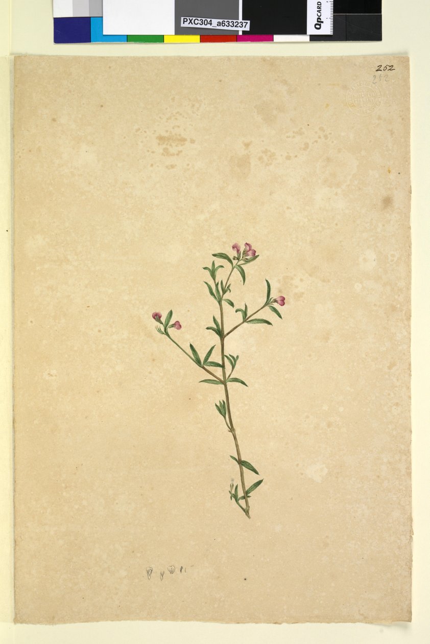 Página 252. Planta não identificada, c.1803-06 (wc, caneta, tinta e lápis) de John William Lewin