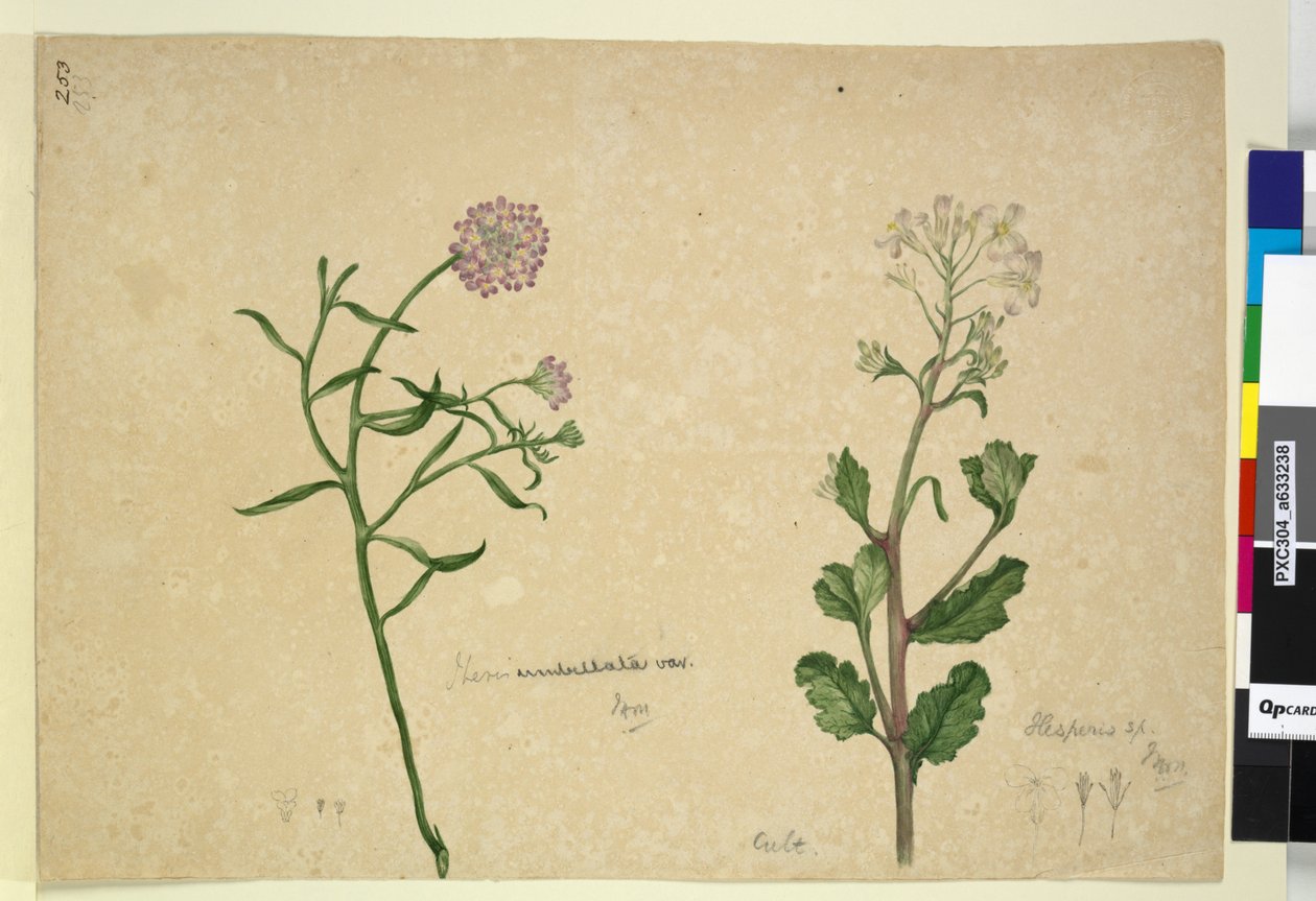 Página 253. Iberis umbellata; Hesperis sp., C.1803-06 (wc, caneta, tinta e lápis) de John William Lewin