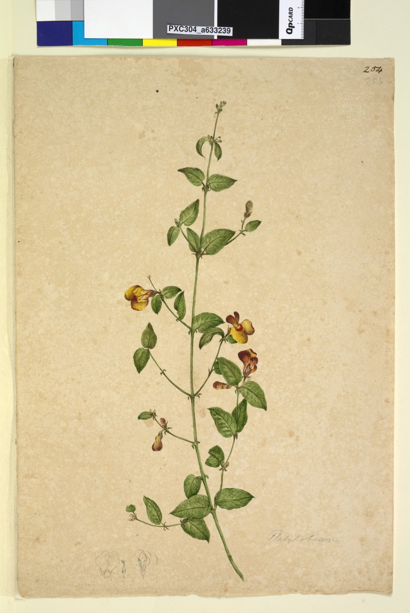 Página 254. Platylobium, c.1803-06 (wc, caneta, tinta e lápis) de John William Lewin