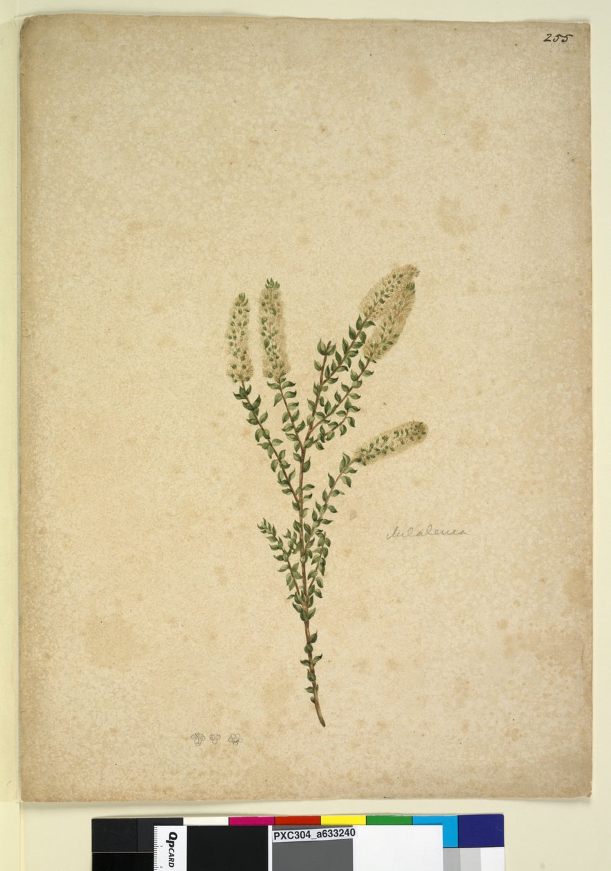 Página 255. Melaleuca, c.1803-06 (wc, caneta, tinta e lápis) de John William Lewin