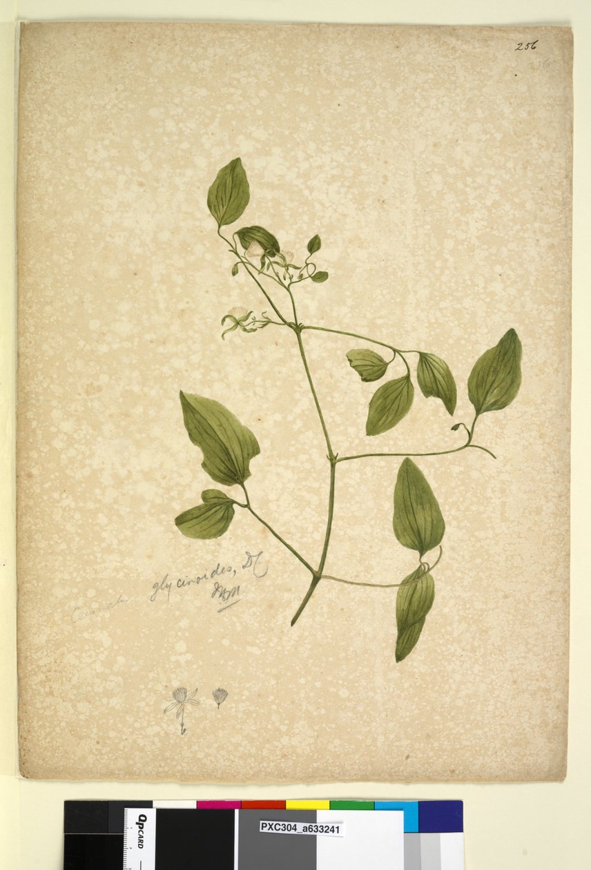 Página 256. Clematis glycinóides, c.1803-06 (wc, caneta, tinta e lápis) de John William Lewin
