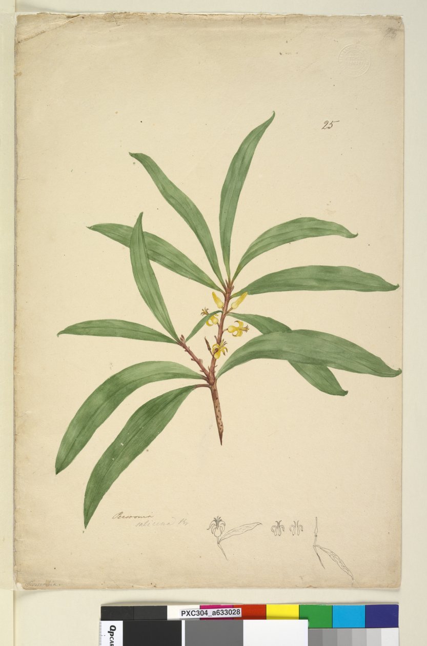Página 25. Persoonia salicina, c.1803-06 (wc, caneta, tinta e lápis) de John William Lewin